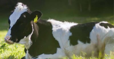 Né d'une seule ferme, la start-up s'engage auprès des consommateurs et des producteurs laitiers
