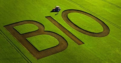 À quels grands groupes appartiennent les enseignes Bio ?